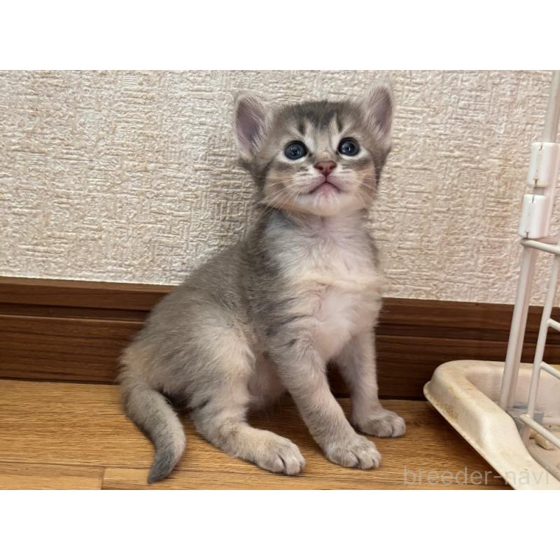 販売中の千葉県のソマリ-124794の5枚目